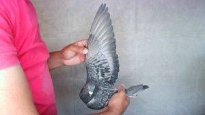 Pigeon image