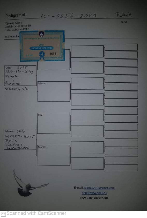 Pigeon pedigree image