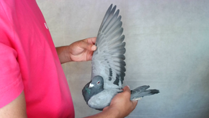 Pigeon image