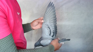 Pigeon image