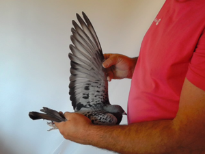 Pigeon image