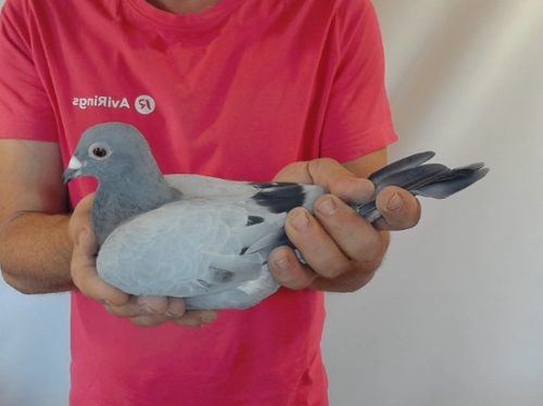 Pigeon image