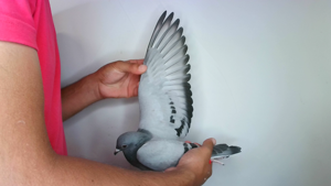 Pigeon image
