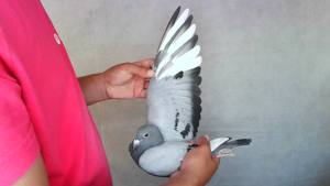 Pigeon image