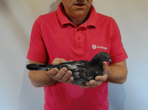 Pigeon image