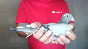 Pigeon image