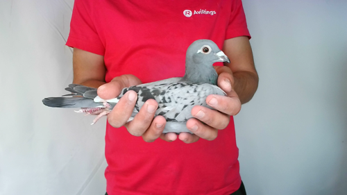Pigeon image