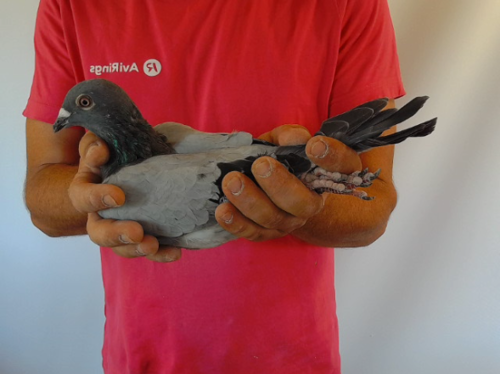 Pigeon image