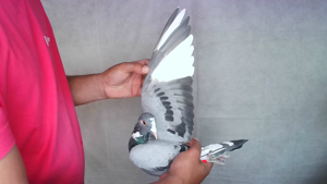 Pigeon image