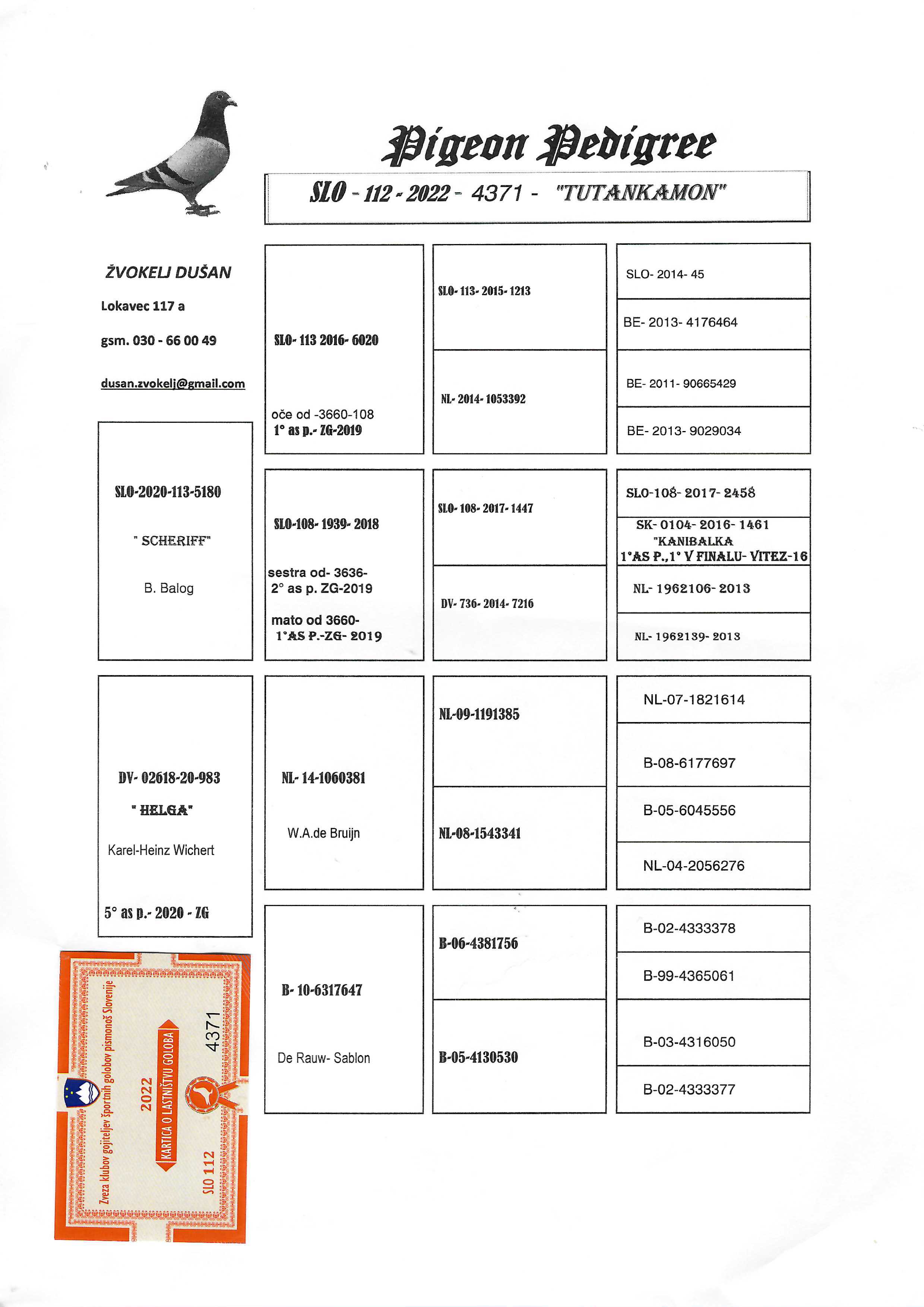 Pigeon pedigree image