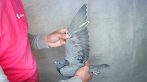 Pigeon image