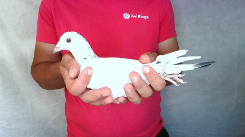 Pigeon image