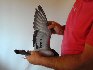 Pigeon image