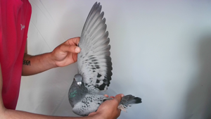 Pigeon image