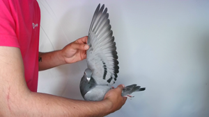 Pigeon image