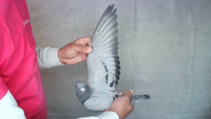 Pigeon image