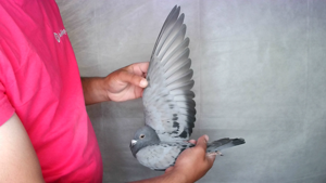 Pigeon image