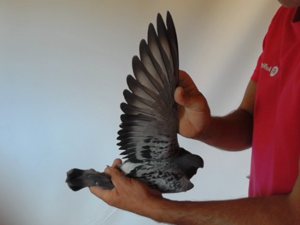 Pigeon image
