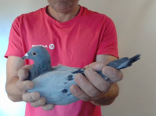 Pigeon image