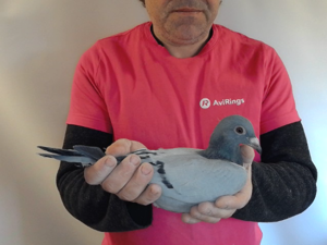 Pigeon image