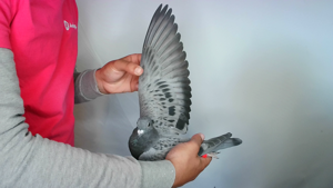 Pigeon image