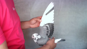 Pigeon image