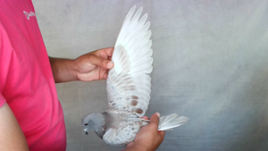 Pigeon image