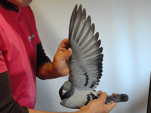 Pigeon image