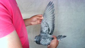 Pigeon image