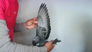 Pigeon image