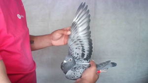 Pigeon image