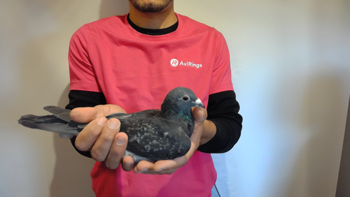 Pigeon image