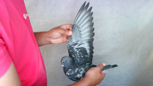 Pigeon image