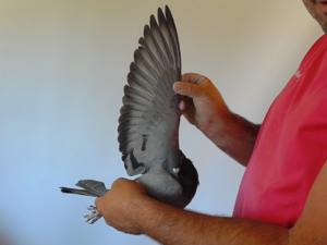 Pigeon image