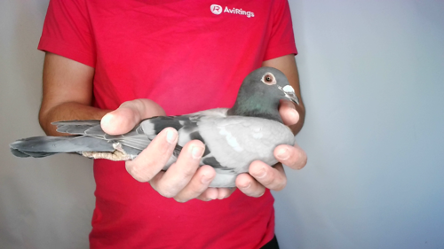 Pigeon image