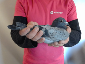 Pigeon image