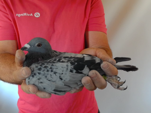 Pigeon image