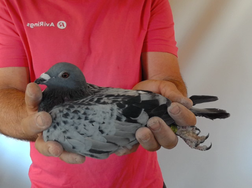 Pigeon image