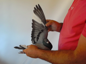 Pigeon image