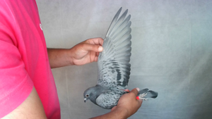 Pigeon image