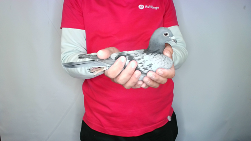 Pigeon image