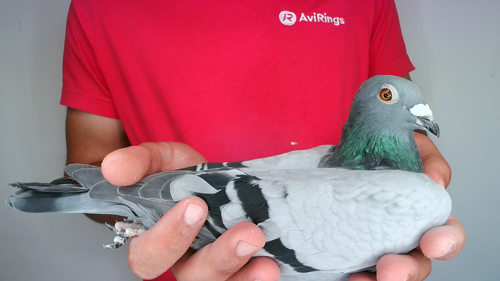 Pigeon image