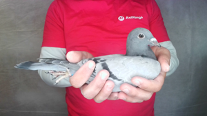 Pigeon image