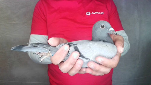 Pigeon image