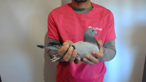 Pigeon image