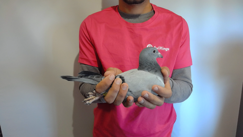 Pigeon image