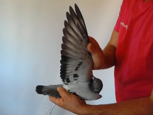 Pigeon image