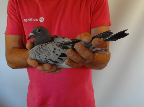 Pigeon image