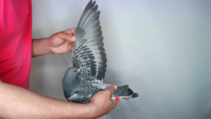 Pigeon image