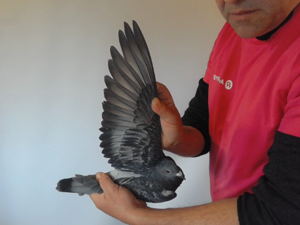 Pigeon image